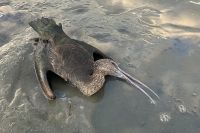 Mezinárodní ostuda, míní ochránci o zabití ibisů. Do vzácných ptáků se už střílelo