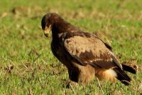 Podrobnosti k objevu orla stepního (Aquila nipalensis) na polích u Skaštic (nedaleko Kroměříže) dne 27. 8. 2023