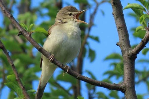 Rákosník pokřovní (Acrocephalus dumetorum) v Olomouci