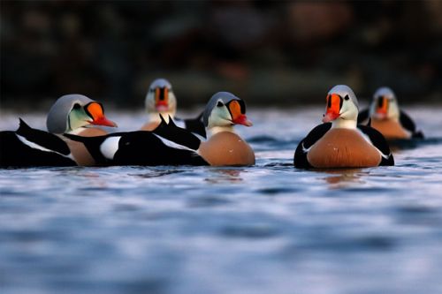 Na Varanger v zimě