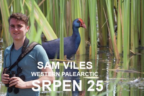 West Palearktic - Síla rákosníků