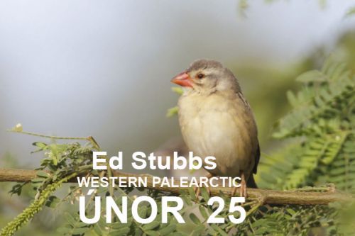 WP oblast: únor 2025 - Žhavé rarity
