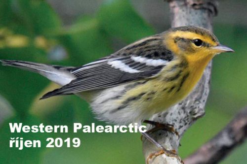 Western Paleartic - říjen 2019