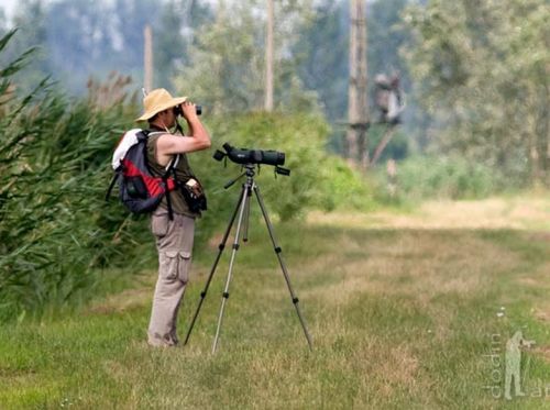 Birdwatching a birding