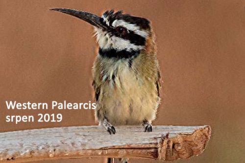 Western Palearctic - srpen 2019 - Mega vlhy v Izraely