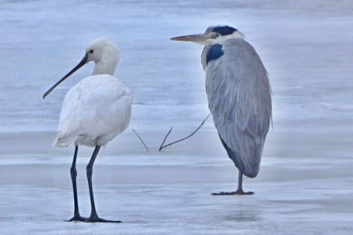 Kolp&iacute;k b&iacute;l&yacute; a labuť zpěvn&aacute; zimuj&iacute; na středn&iacute; Moravě