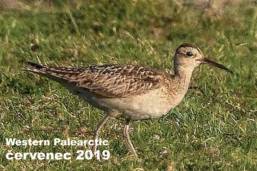 Western Palearctic - červenec 2019 - Malý je velký