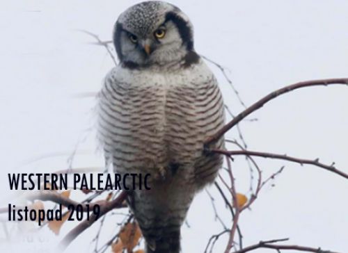 Western Palearctic: Listopad 2019