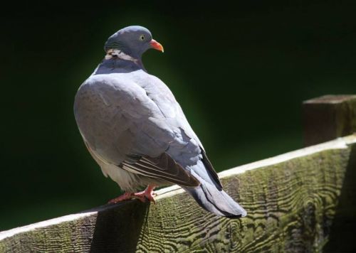 Pozdní hnízdění holuba hřivnáče (Columba palumbus)
