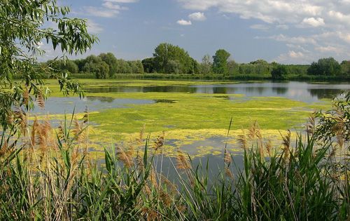 Záhlinické rybníky – Okavango Moravy