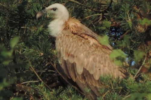 Sup bělohlavý (Gyps fulvus) opět po 12 letech ve Slavkovském lese