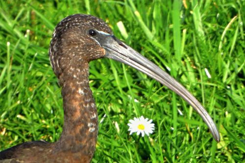 Ibisi hnědí se opět objevili na Moravě