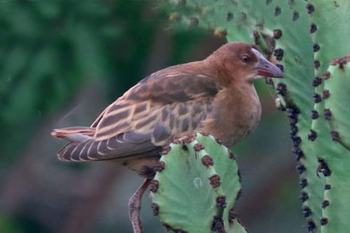 Western Palearctic: Leden 2019