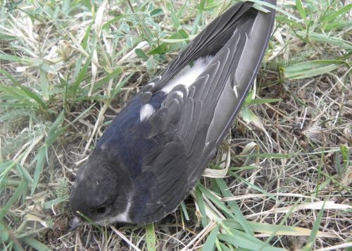 Jiřička obecná (Delichon urbicum) kořistí ťuhýka obecného (Lanius collurio)