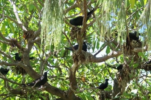 Ptačí zabiják: Strom, který se živí na cizím neštěstí