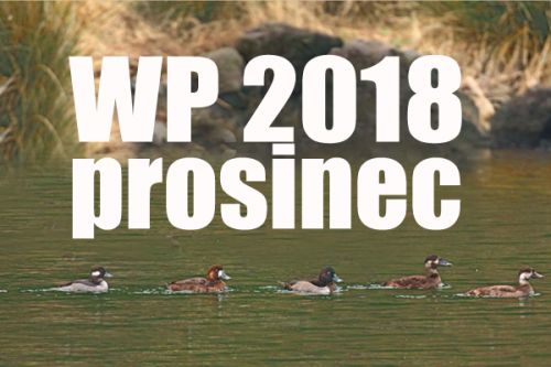 Western Palearctic - prosinec 2018 Atlantická výzva