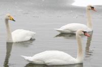 Pokud přikrmujete vodn&iacute; pt&aacute;ky, tak nezapomeňte na n&aacute;sleduj&iacute;c&iacute; pravidla