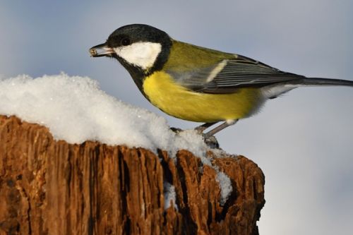 Víte čím a jak správně v zimě přikrmovat ptáky?