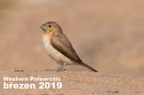 Western Palearctic - březen 2019 – Neprozkoumaná oblast