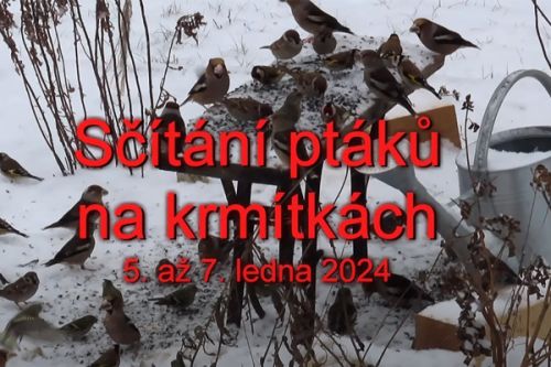 Sčítání ptáků na krmítku 2024