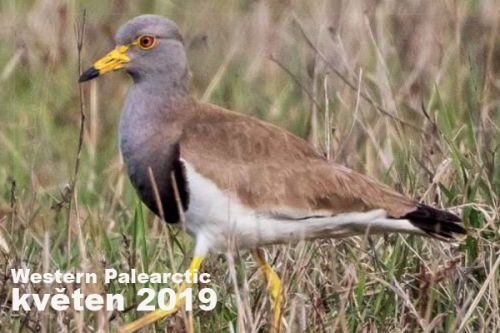 Western Palearctic - květen 2019 - Hvězdné skandinávské jaro