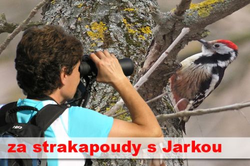 Strakapoudi ČR