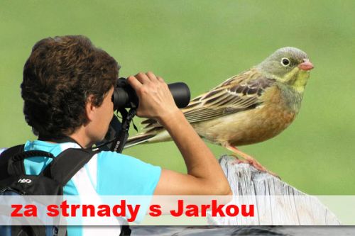 S Jarkou za strnady