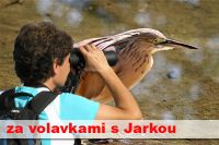 Volavky ČR