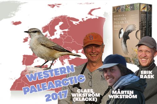 Perský Wheatear na Saudské hranici, 2. ledna 2017