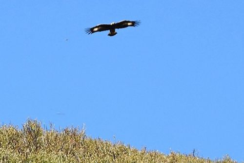 Nahrávka ptačího hlasu pomohla objevit hnízdo vzácného orla