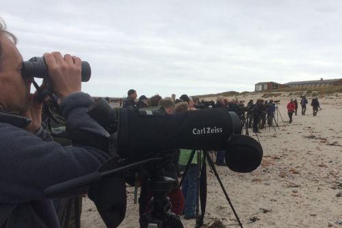 Helgoland den pátý -Twitching