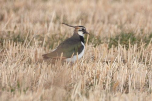 První birding v roce