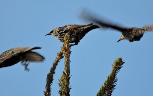 Na birdingu v Tchořovicích