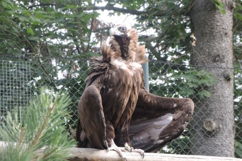 Supi ze zlínské a ostravské zoo míří do volné přírody