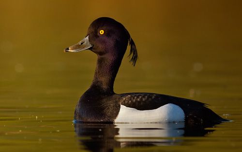 Birdwatcherská neděle 18.1.2015