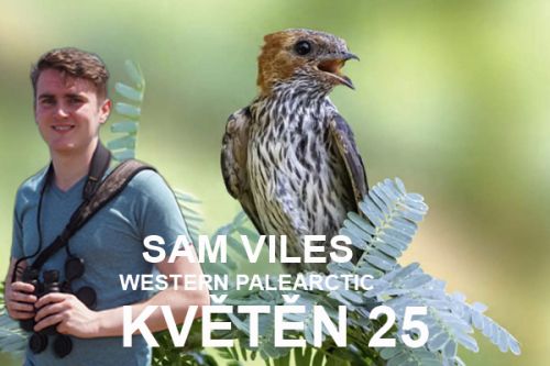 WP oblast: květen 2025 - Vlaštovkovití v poušti