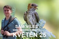 WP oblast: květen 2025 - Vlaštovkovití v poušti