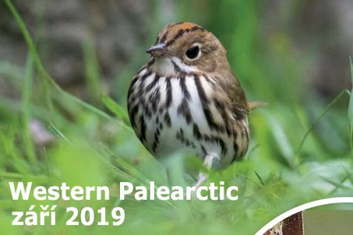 Western Palearctic - září 2019 - brhlíci dorazili