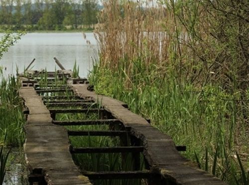 Lyskonoh ploskozobý na Řežabinci