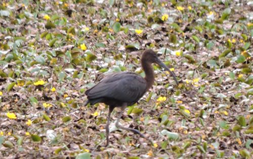 Ibis hnědy a rybák velkozobý