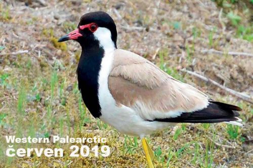 Western Palearctic červen 2019 - Jedeme do Holandska