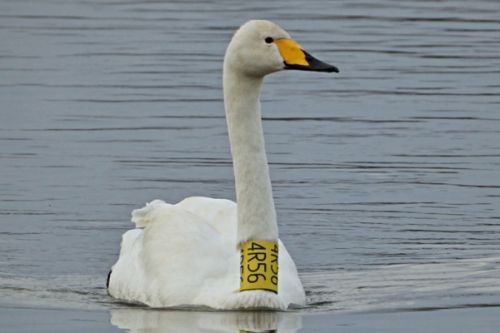 Třetí hnízdění labutě Zpěvanky skončilo neúspěšně – mláďata záhadně zmizela